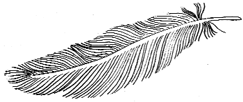 Feather, drawing