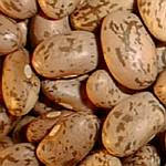Fresh Colorado Pinto Beans
