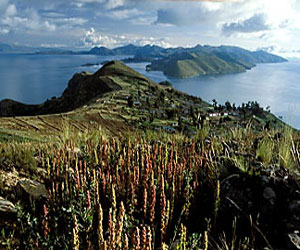 Quinoa growing in Peru